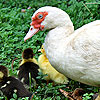 1st image description