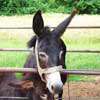 1st image description