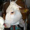 1st image description